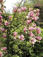 Magnolia pośrednia odmiana Rustica Rubra