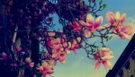 Szlak kwitnących magnolii
