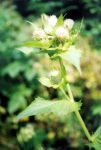 [18] ostrożeń warzywny Cirsium oleraceus, fot. A. Dorda