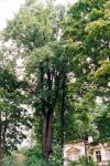 [7] Pomnikowy tulipanowiec amerykański Liriodendron tulipifera L., fot. S. Kawęcki