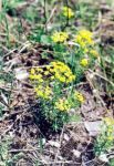 [31] wilczomlecz sosnka Euphorbia cyparissias, fot. A. Dorda