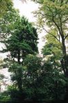 [9] Sosny wejmutki Pinus strobus L. w Parku Kościelnym, fot. S. Kawęcki