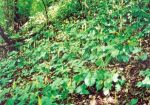[2] Obrazki alpejskie Arum alpinum, fot. A. Dorda
