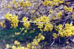 [10] Kwitnąca gałązka derenia jadalnego Cornus mas L., fot. S. Kawęcki