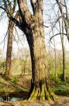 [13] grab pospolity Carpinus betulus – pomnik przyrody przy drodze do III jazu, fot. A. Dorda