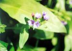 [14] miodunka ćma Pulmonaria officinalis, fot. A. Dorda