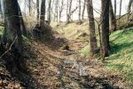 [1] Jar porosnięty lasem grądowym na granicy Mnisztwa, fot. S. Kawęcki