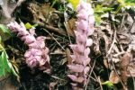 [14] Łuskiewnik różowy Lathraeasquamaria L. -wiosenna roślina bezzieleniowa, fot. S. Kawęcki